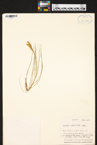 Guzmania obtusiloba image