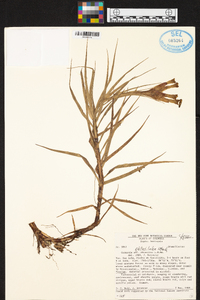 Guzmania obtusiloba image