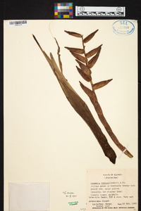 Guzmania sprucei image