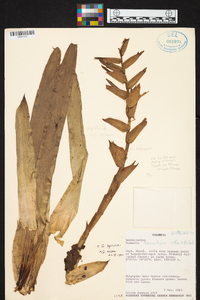 Guzmania sprucei image