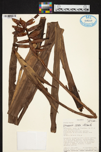 Guzmania sprucei image