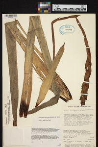 Guzmania sprucei image