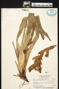 Guzmania sprucei image