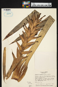 Guzmania sprucei image