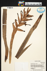 Guzmania sprucei image