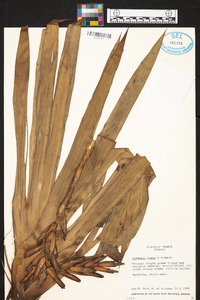 Guzmania sprucei image