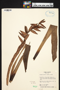 Guzmania sprucei image