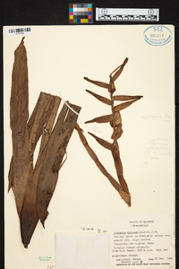Guzmania sprucei image