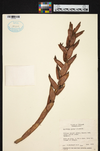 Guzmania sprucei image