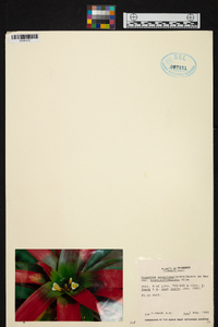 Guzmania sanguinea var. brevipedicellata image