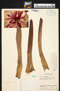 Guzmania sanguinea var. sanguinea image