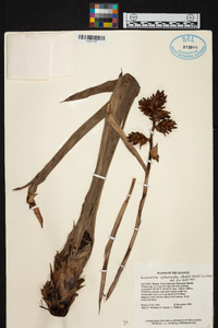 Guzmania sphaeroidea image
