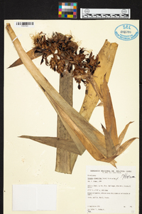 Guzmania sphaeroidea image