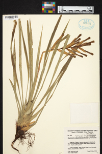 Guzmania sprucei image