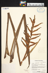 Guzmania sprucei image