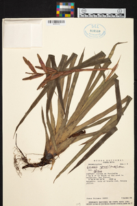 Guzmania sprucei image