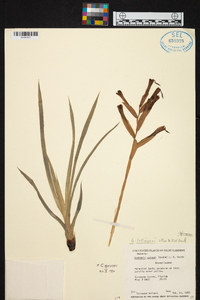 Guzmania sprucei image