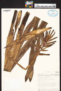 Guzmania sprucei image
