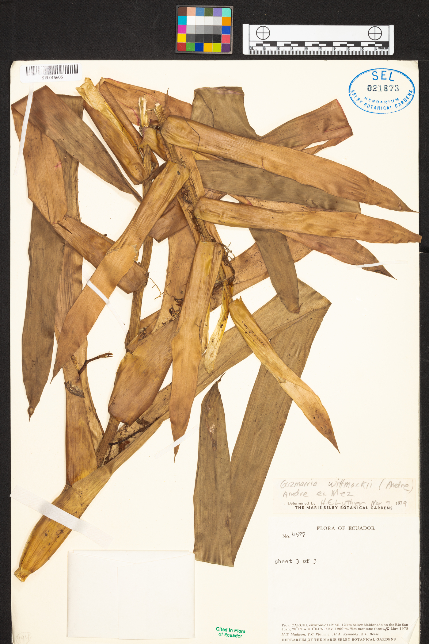Guzmania wittmackii image
