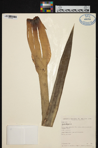 Guzmania calothyrsus image