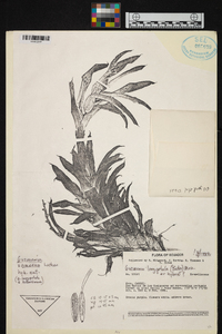 Guzmania longipetala image