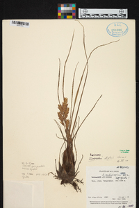 Racinaea pendulispica image
