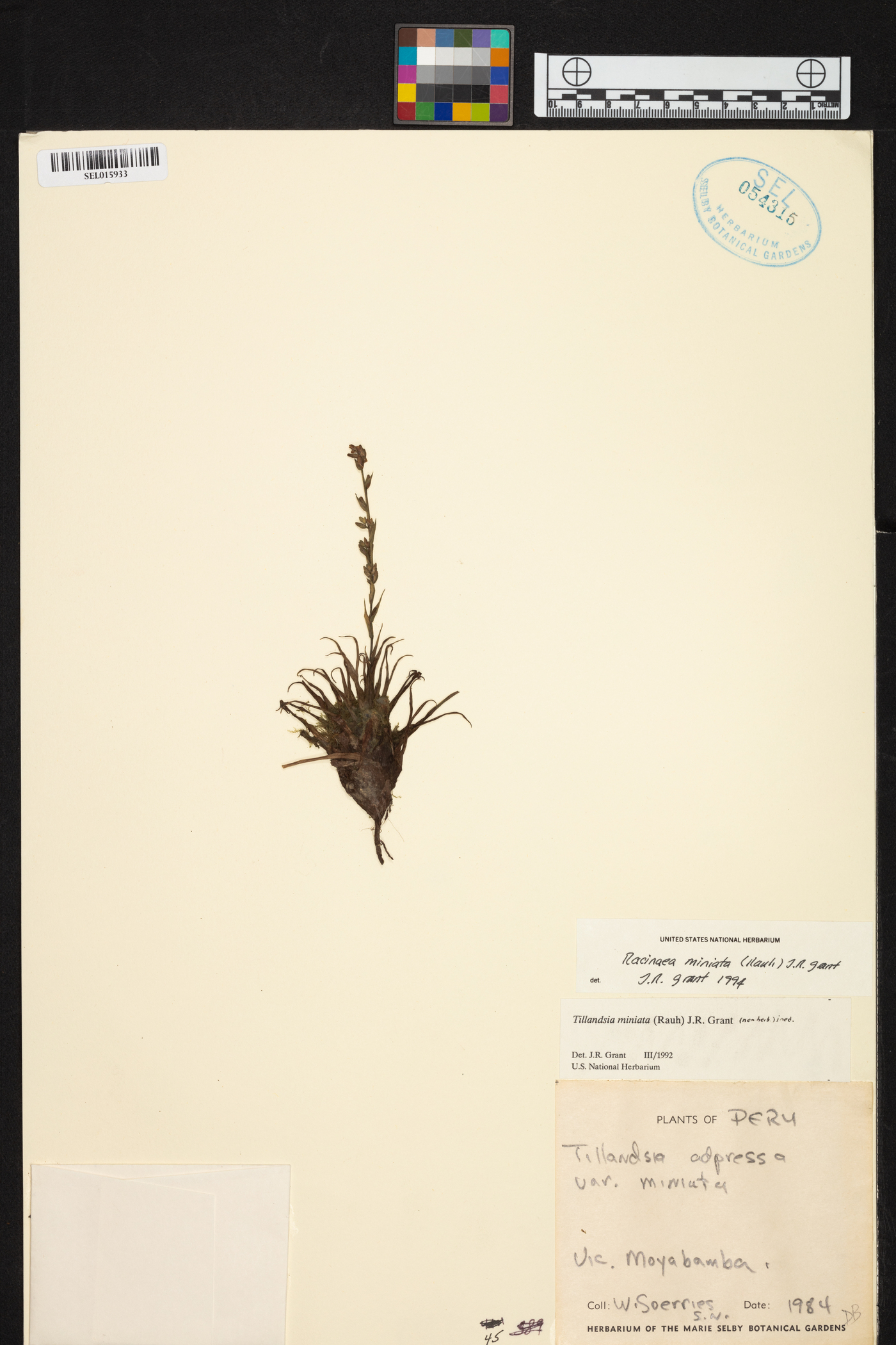 Racinaea adpressa subsp. orthiantha image