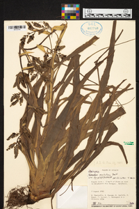 Racinaea multiflora image