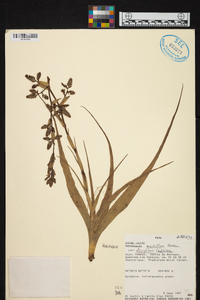 Racinaea multiflora var. decipiens image