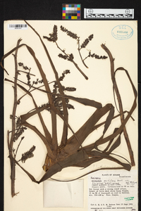 Racinaea multiflora var. decipiens image