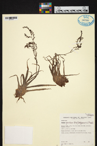 Racinaea parviflora image