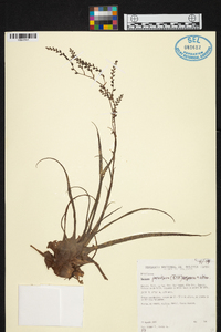 Racinaea parviflora image