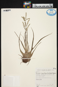 Racinaea parviflora image