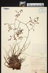 Racinaea parviflora image