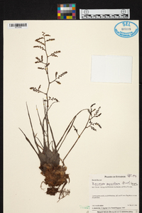 Racinaea parviflora image