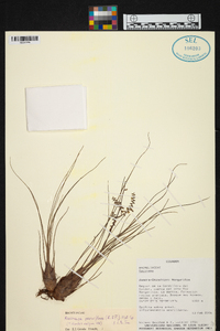 Racinaea parviflora image