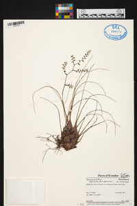 Racinaea parviflora image