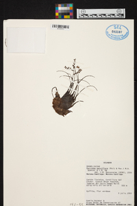 Racinaea parviflora image