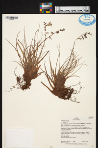 Racinaea parviflora image