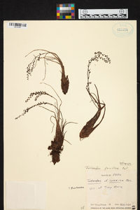 Racinaea parviflora image