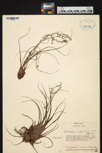 Racinaea parviflora image