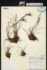 Racinaea parviflora image