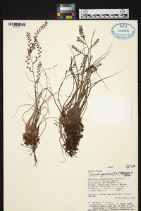 Racinaea parviflora image