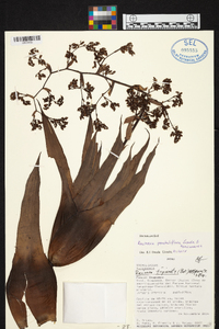 Image of Racinaea penduliflora
