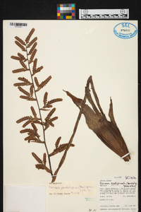 Racinaea pendulispica image