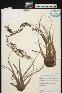 Racinaea parviflora image