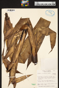 Guzmania claviformis image