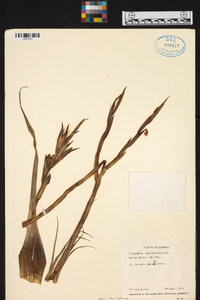 Tillandsia adpressiflora image