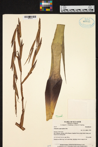 Tillandsia adpressiflora image