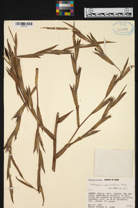 Tillandsia adpressiflora image
